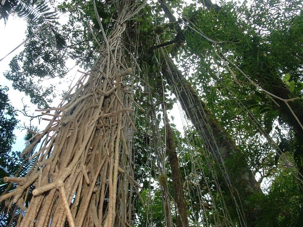 Ротанговая лиановидная Пальма