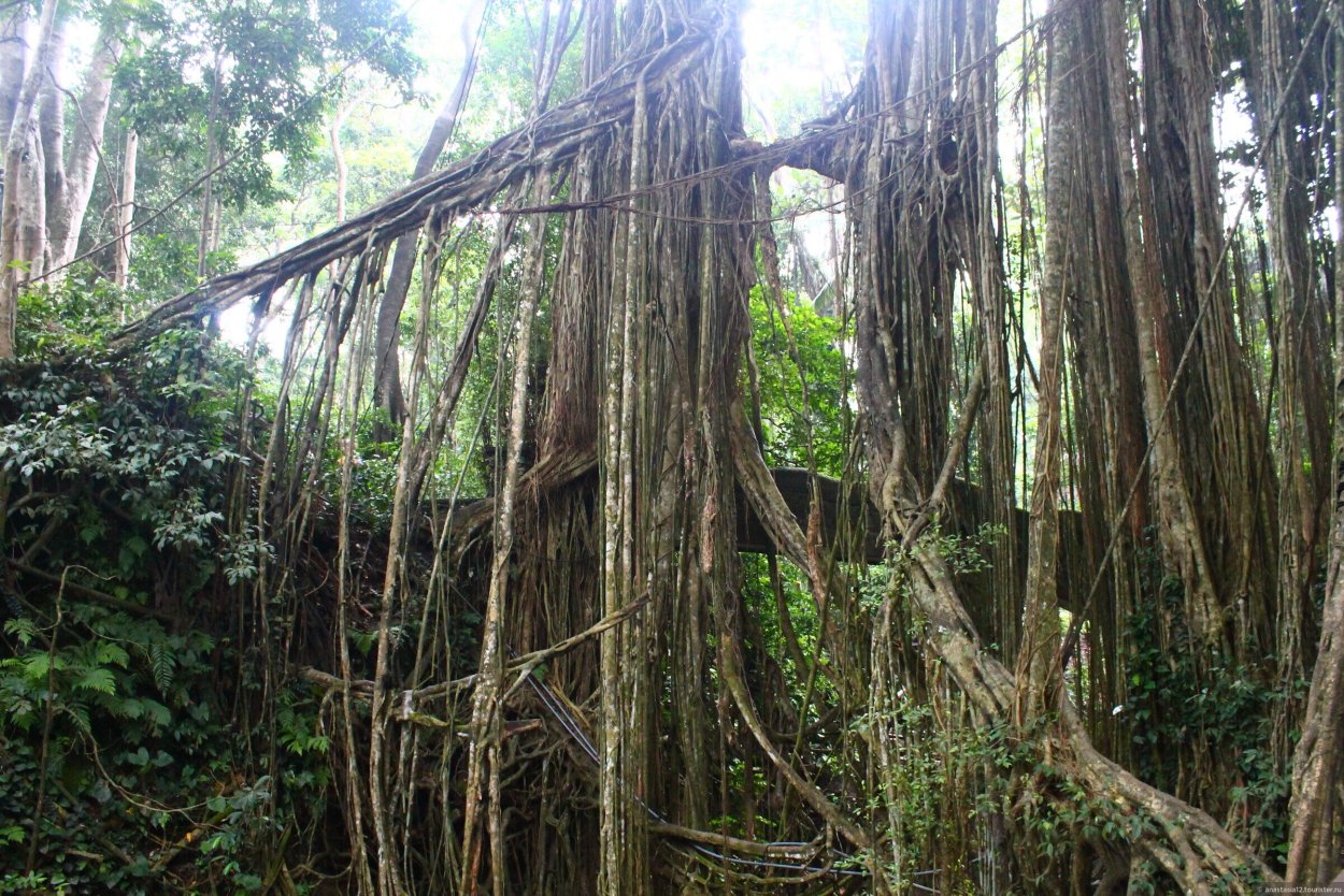 Южная Америка Сельва лианы