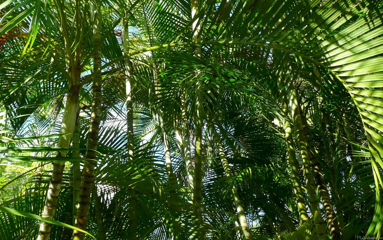 Ротанговая Пальма Таиланда