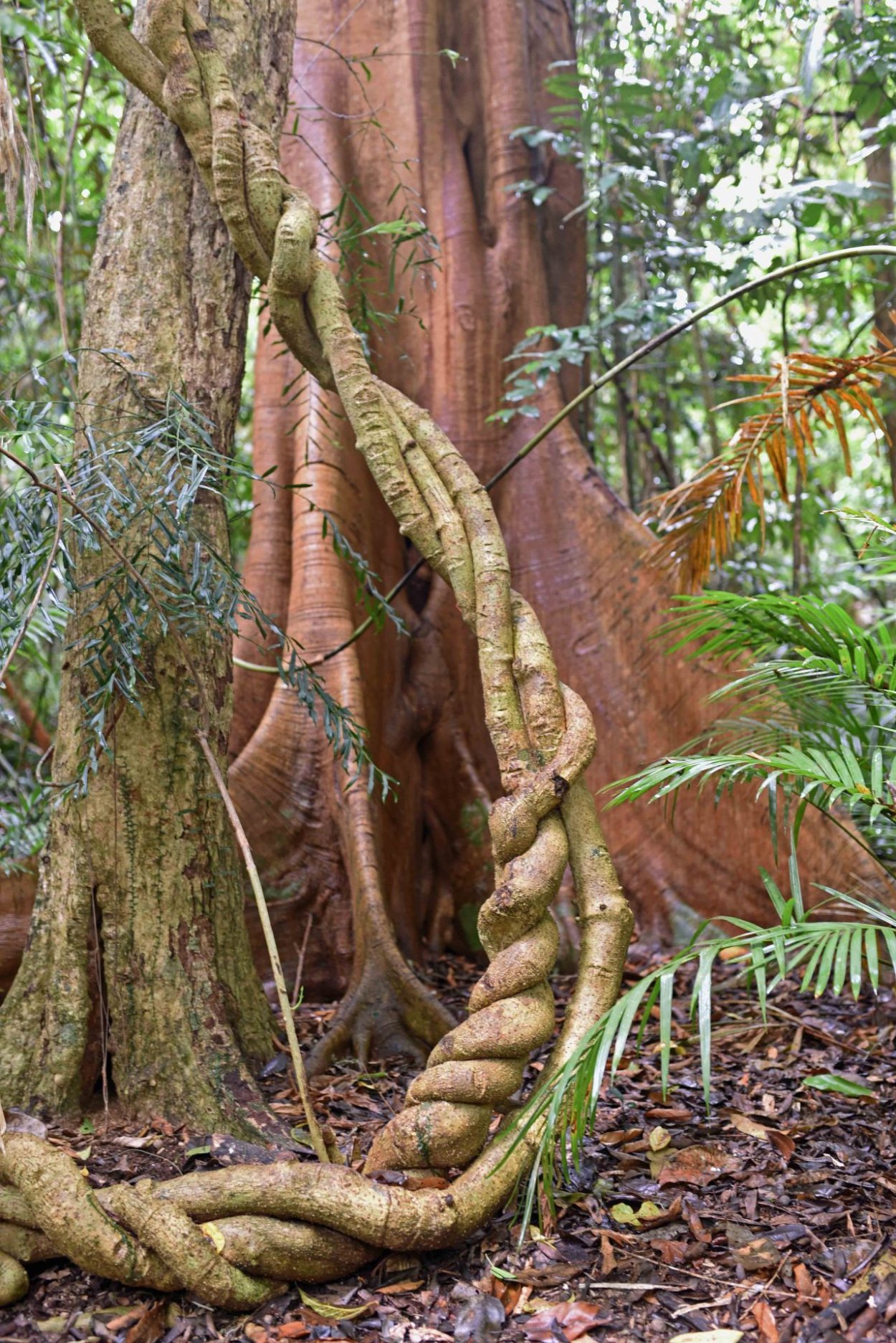 Ротанговая лиановидная Пальма