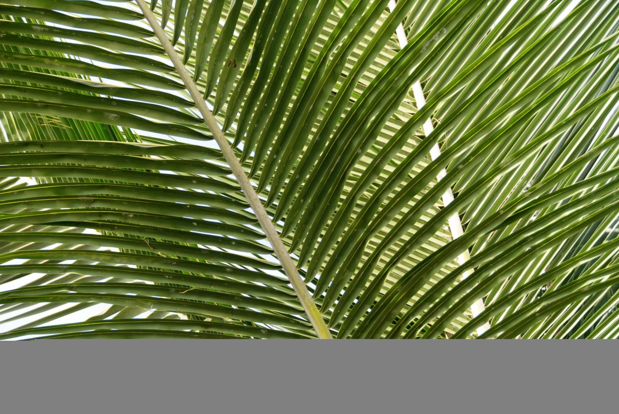 Лист финиковой пальмы