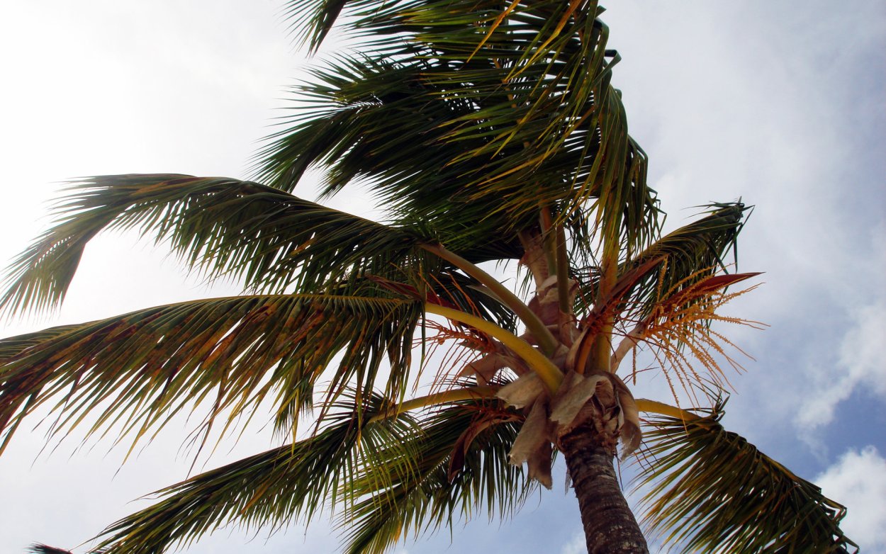 Финиковая Пальма Майами