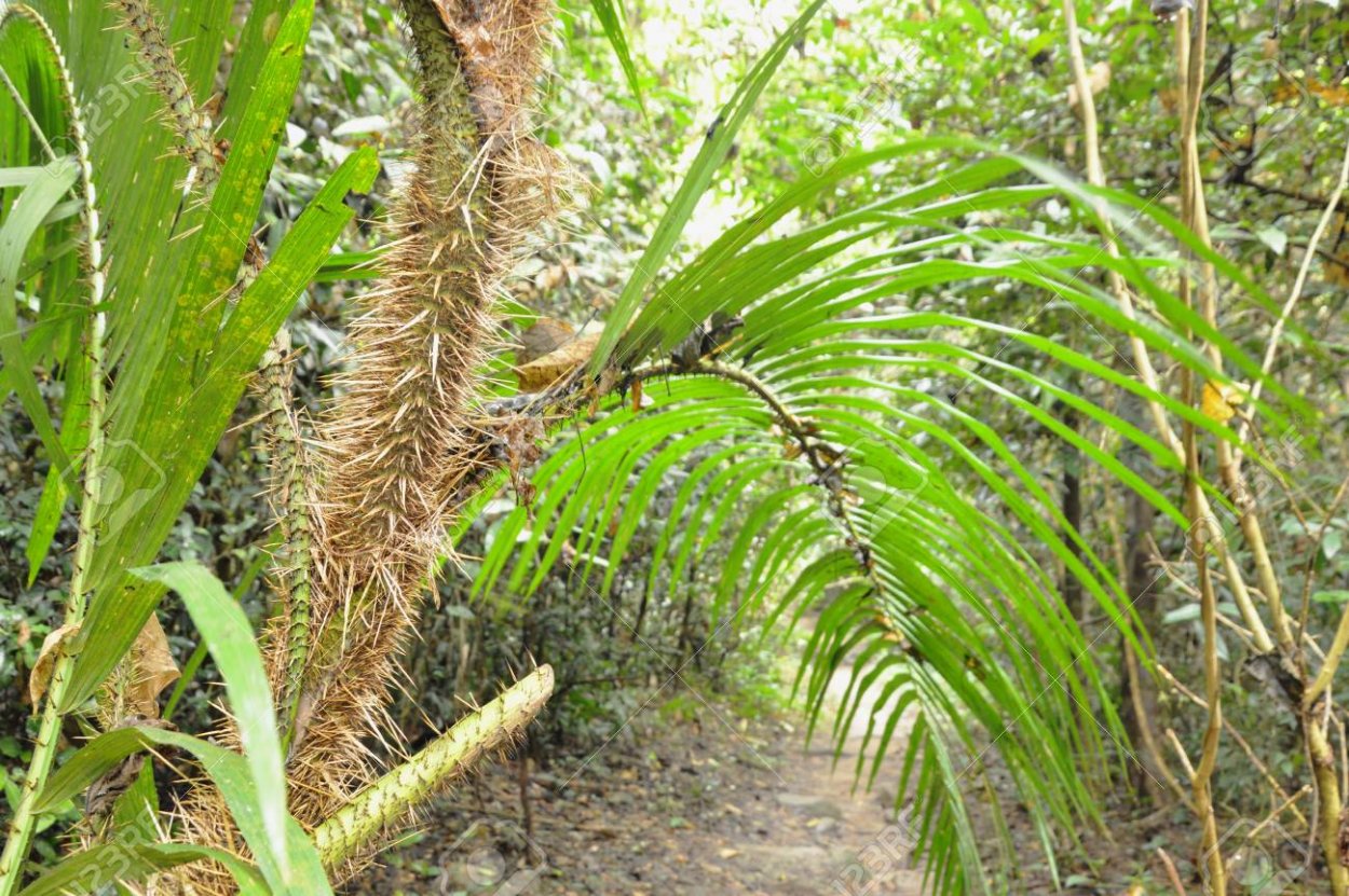 Лиановидная Пальма ротанг