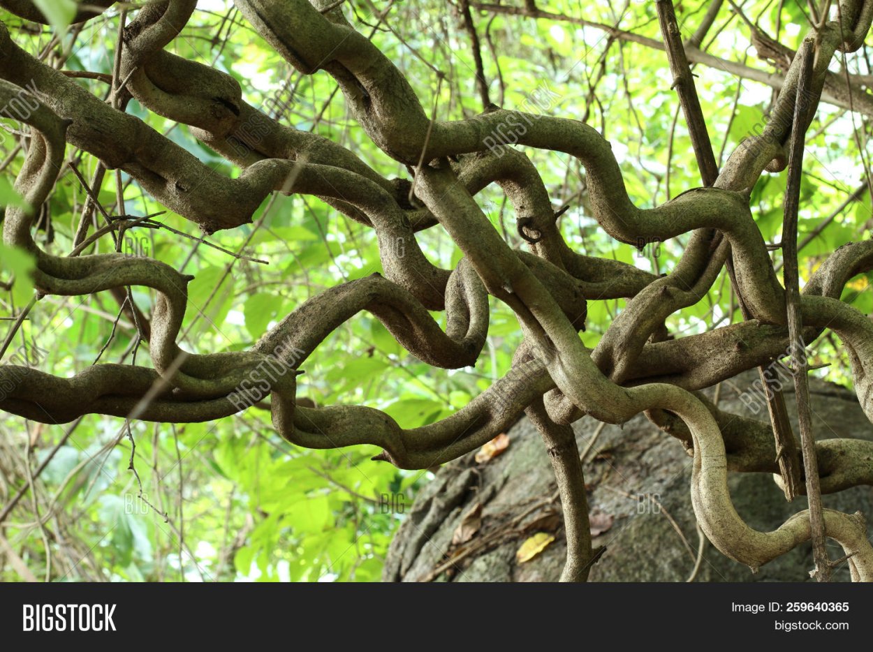 Переплетение лиан