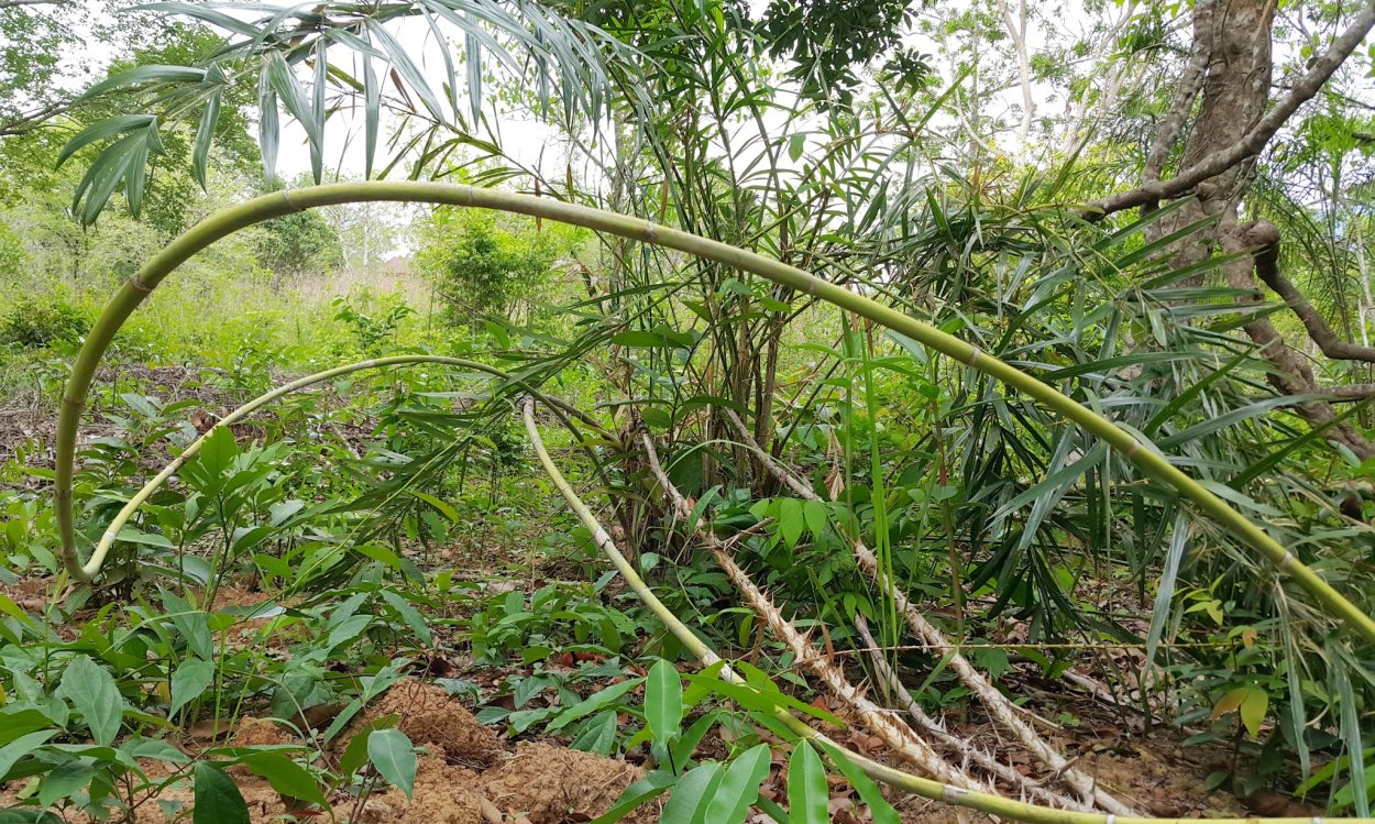 Ротанговая Пальма (Calamus)