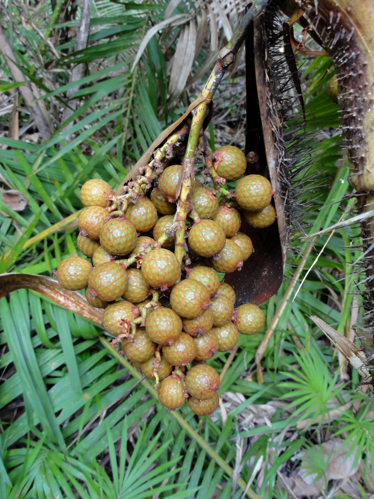 Ротанговая Пальма Calamus zeylanicus