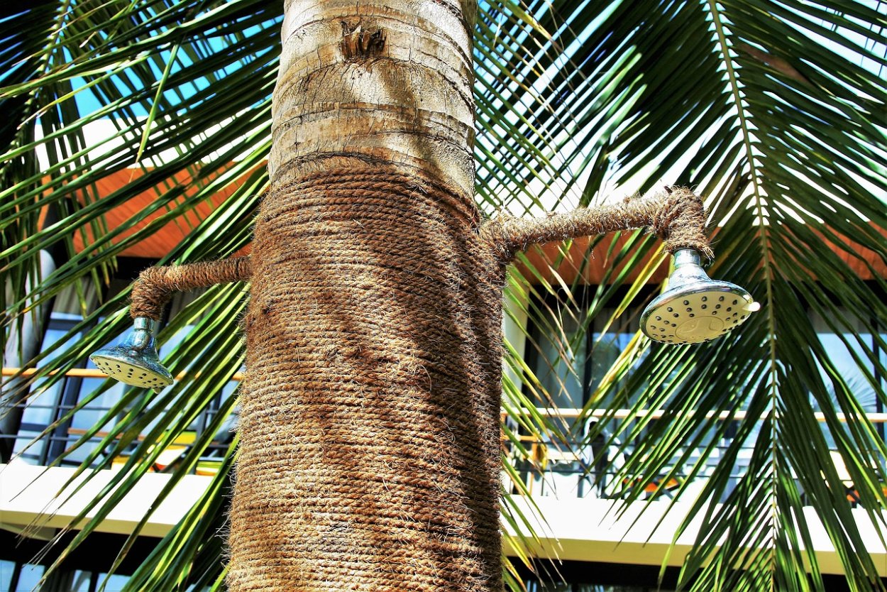 Ствол пальмы