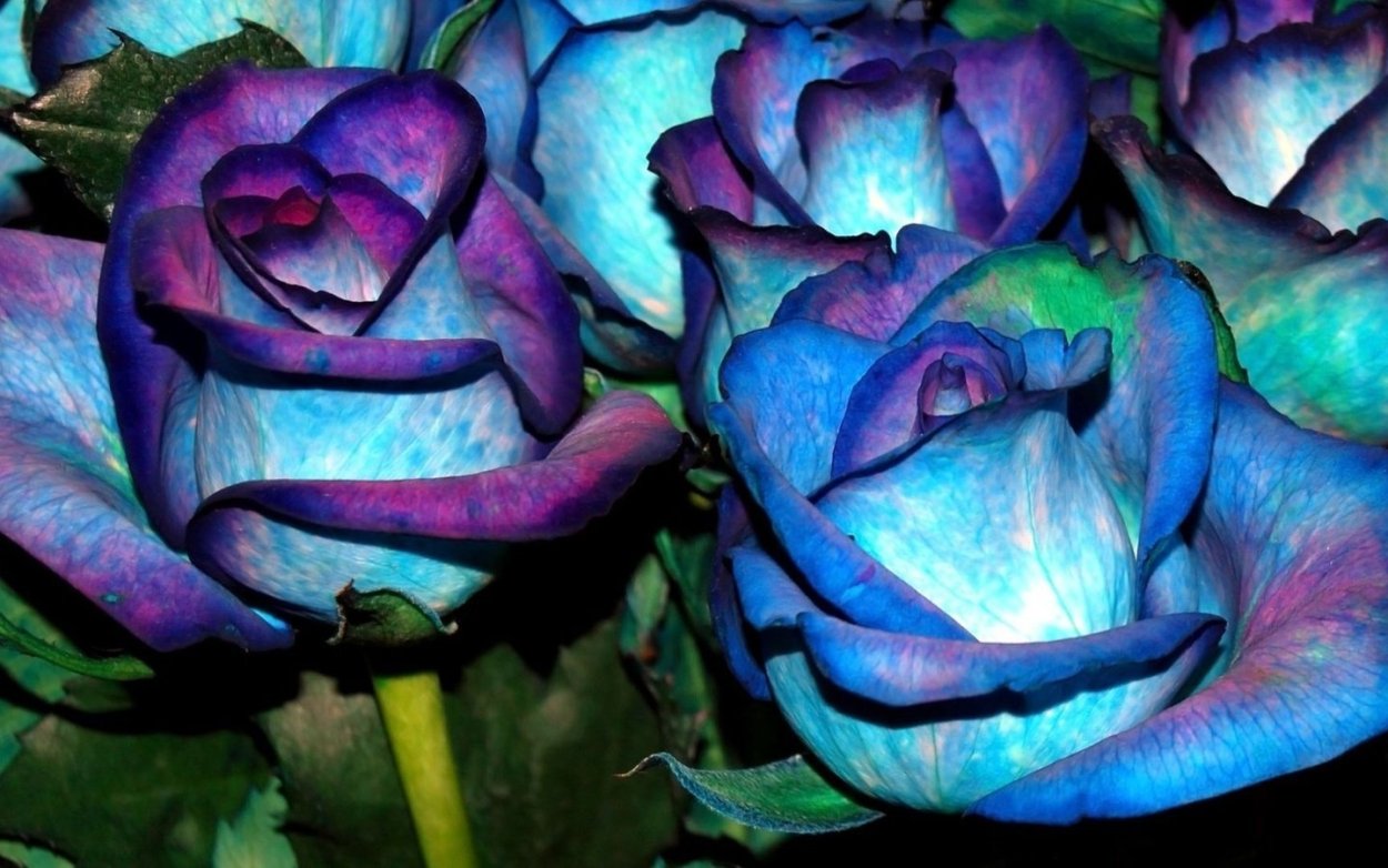 Роза индиго