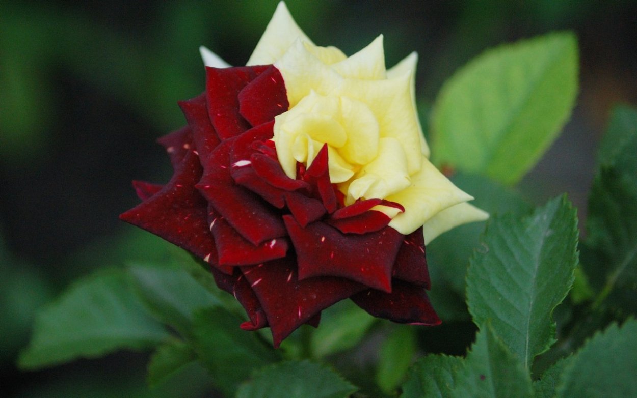 Роза Блэк баккара Tea Hybrid