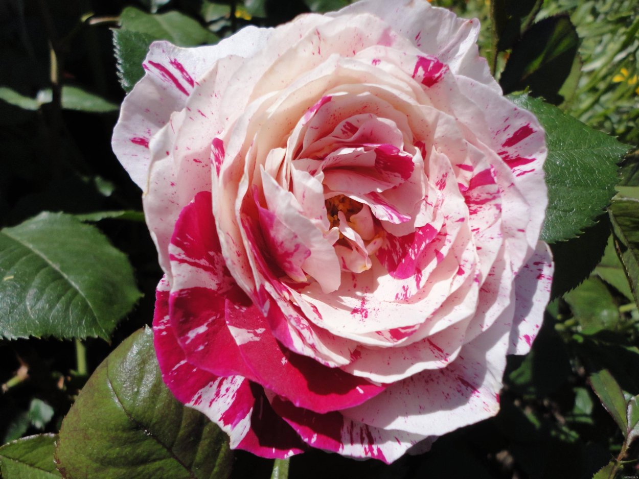 Этлингера, каменная роза.