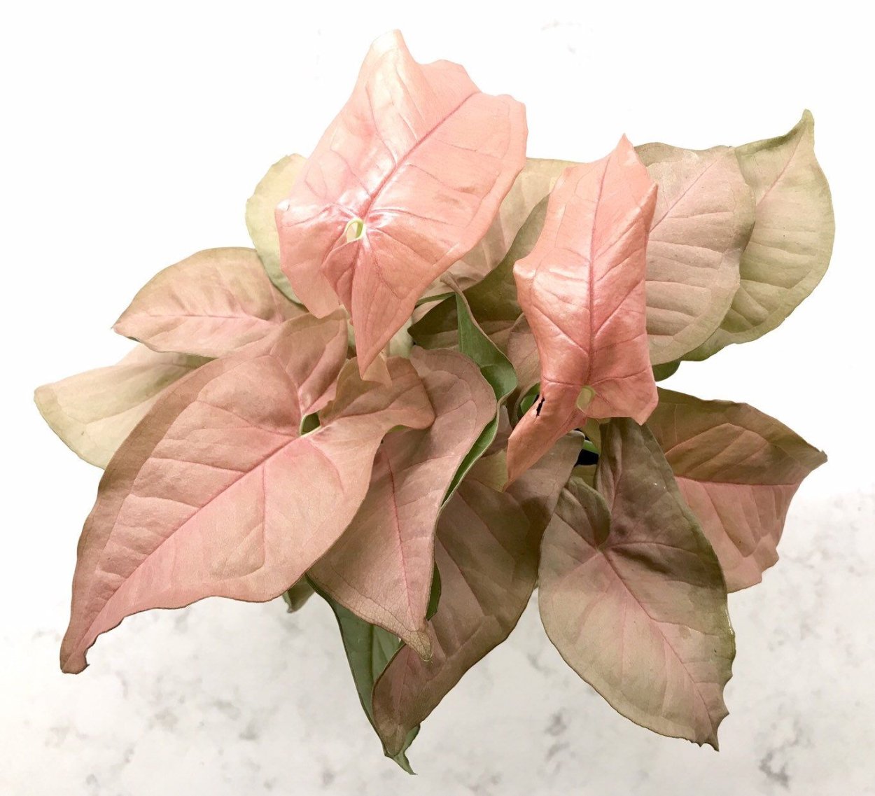 Сингониум Pink allusion