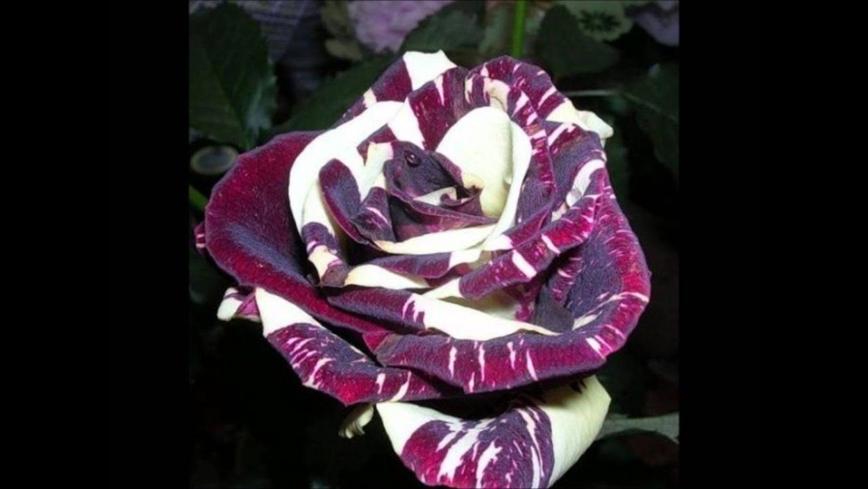 Роза чайно-гибридная пурпурная бархатная ночь