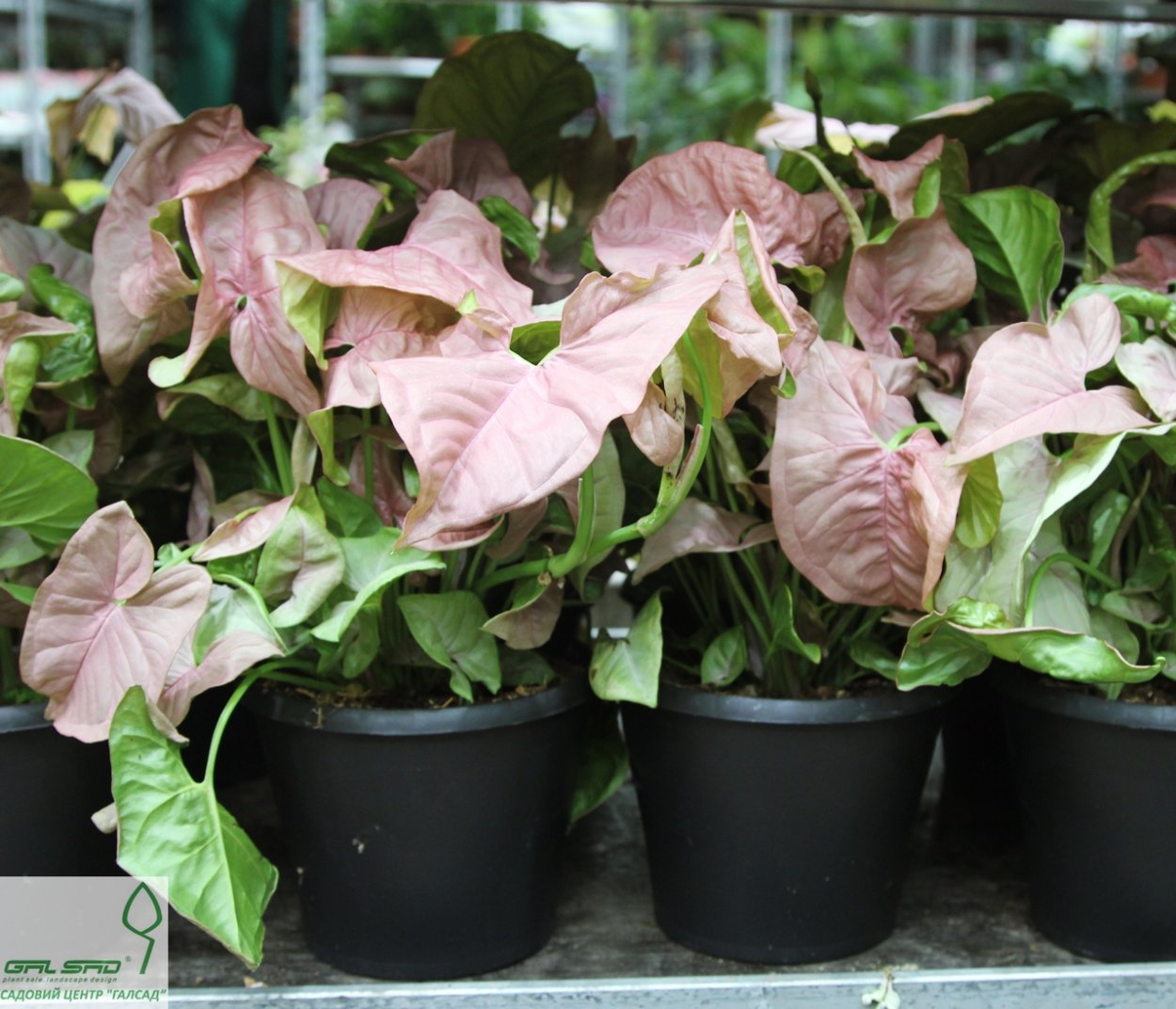 Сингониум неон Пинк