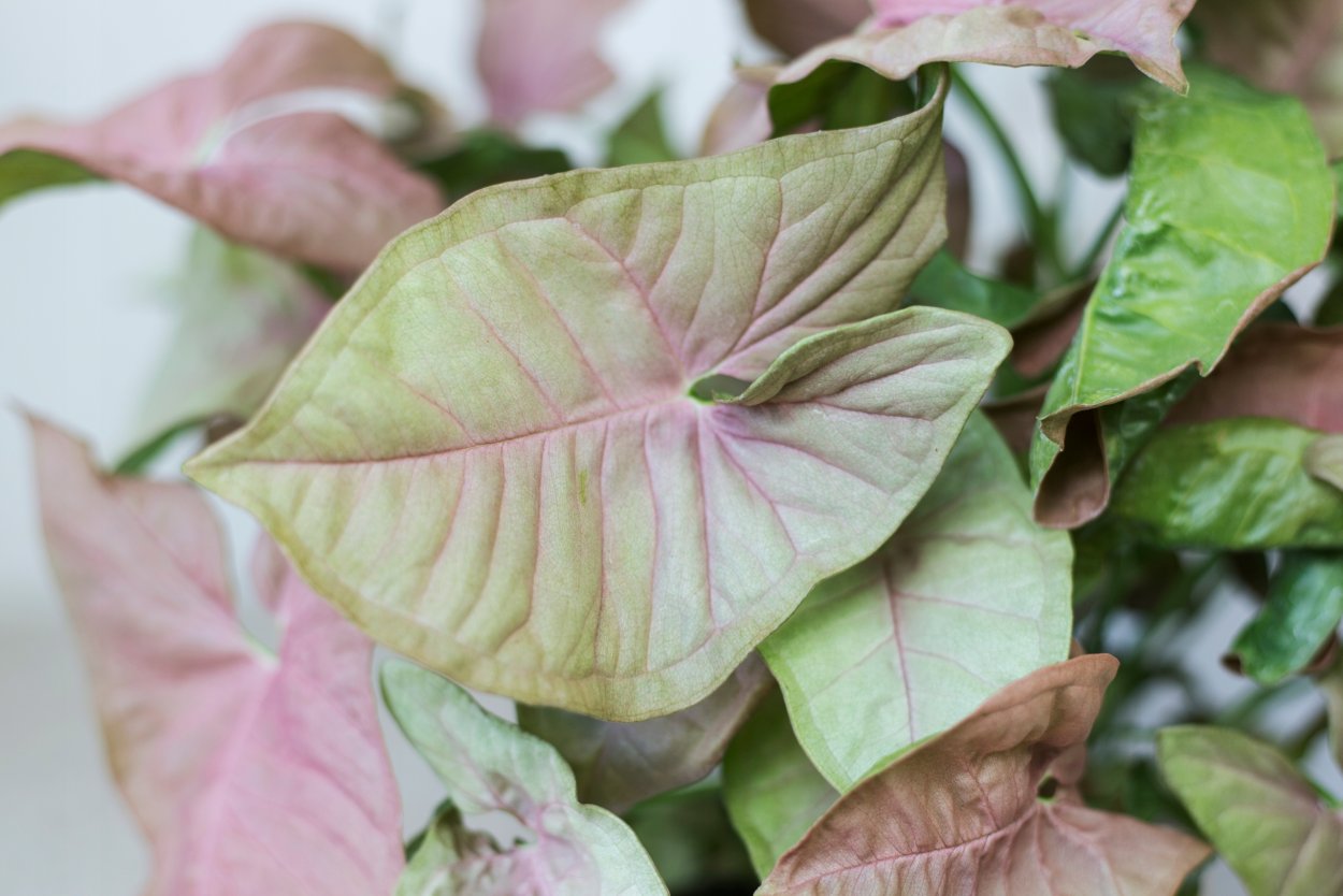 Сингониум неон Робуста