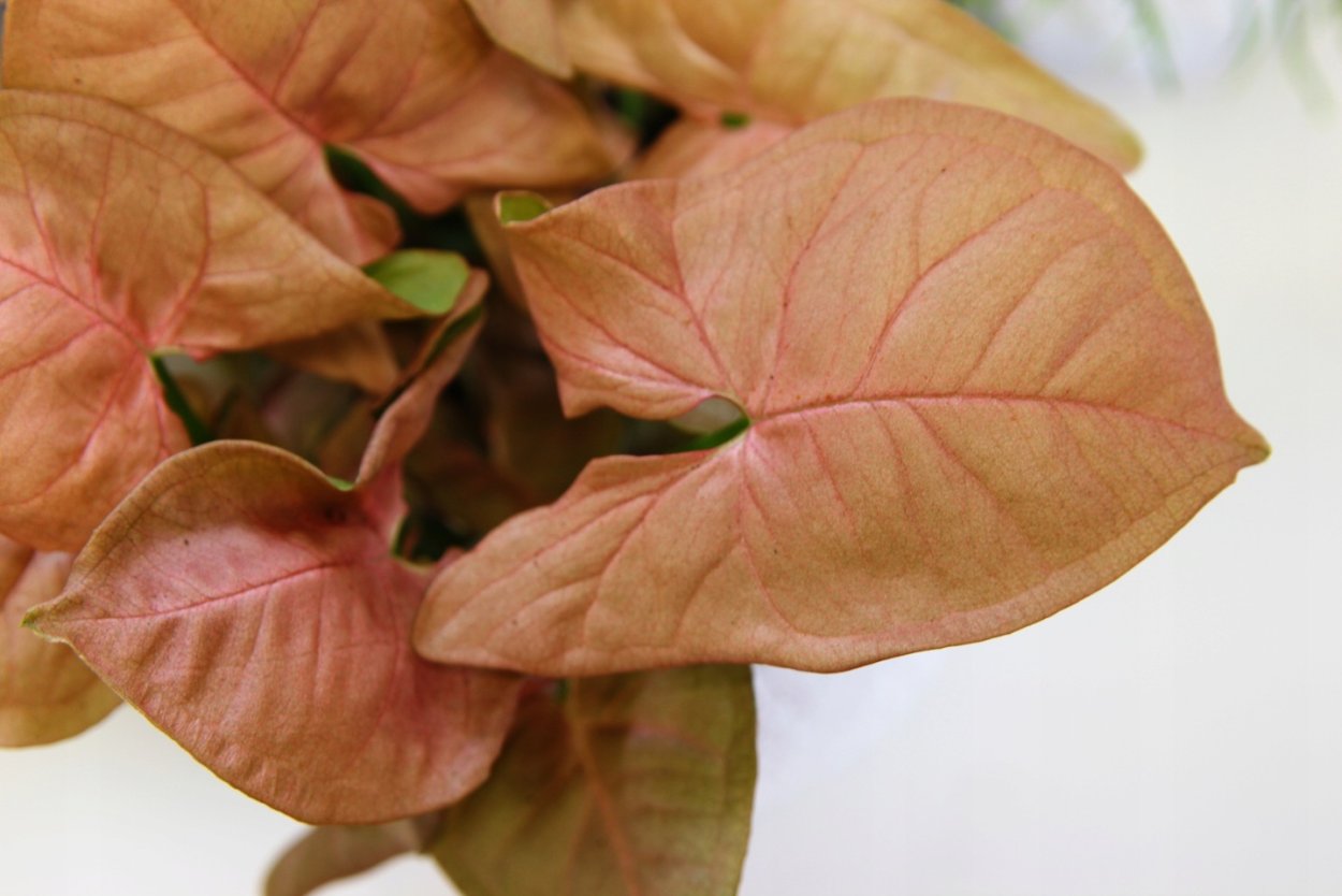 Сингониум неон медный