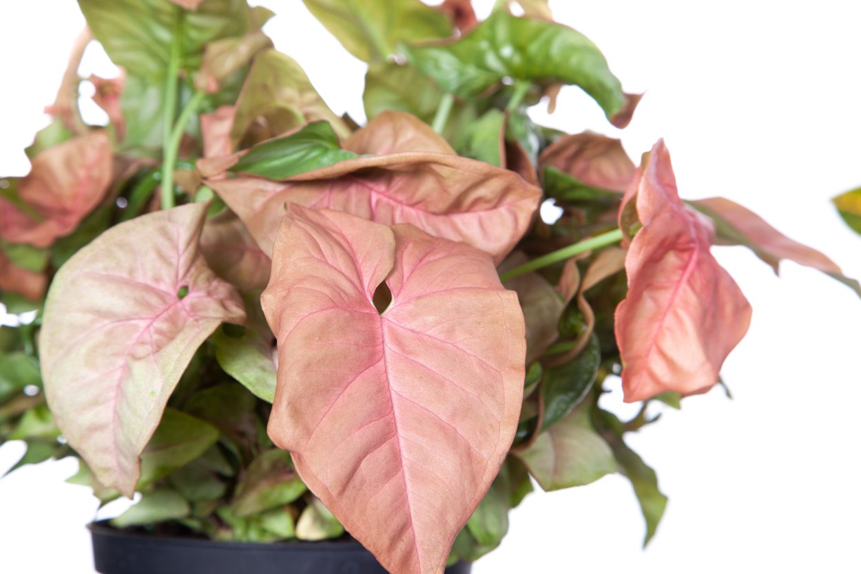 Сингониум Джулия