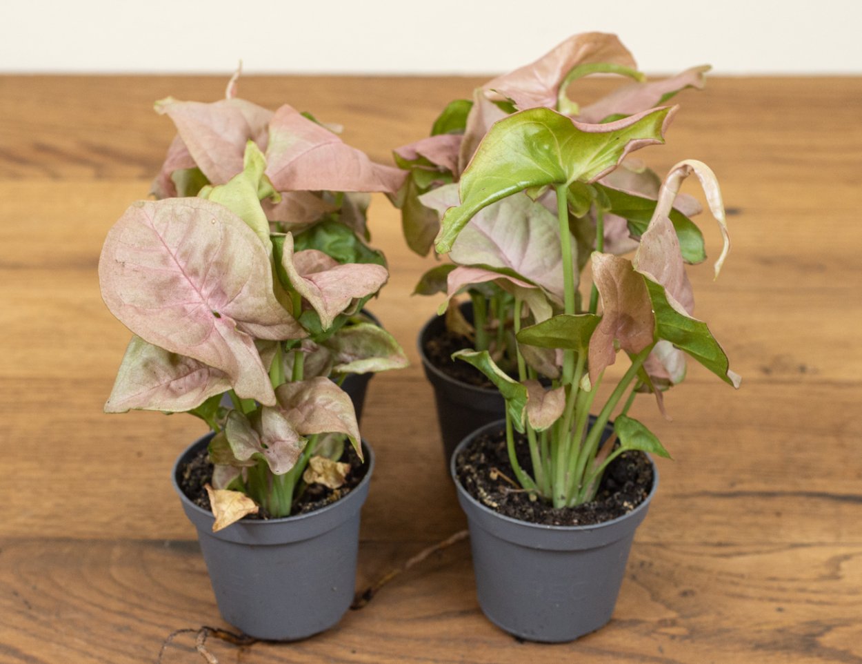 Сингониум Пинк неон взрослое растение