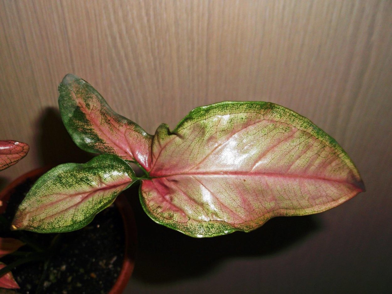 Сингониум неон Арроу