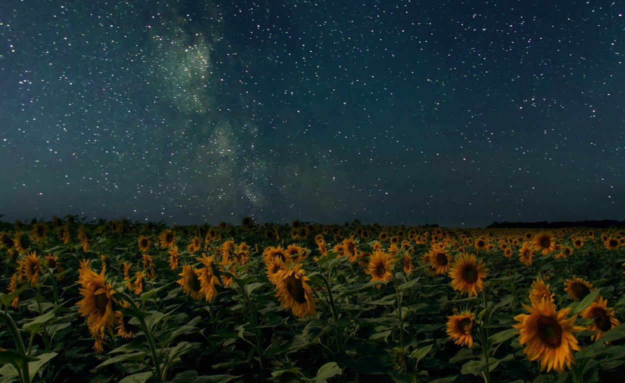 Подсолнухи на фоне звёздного неба