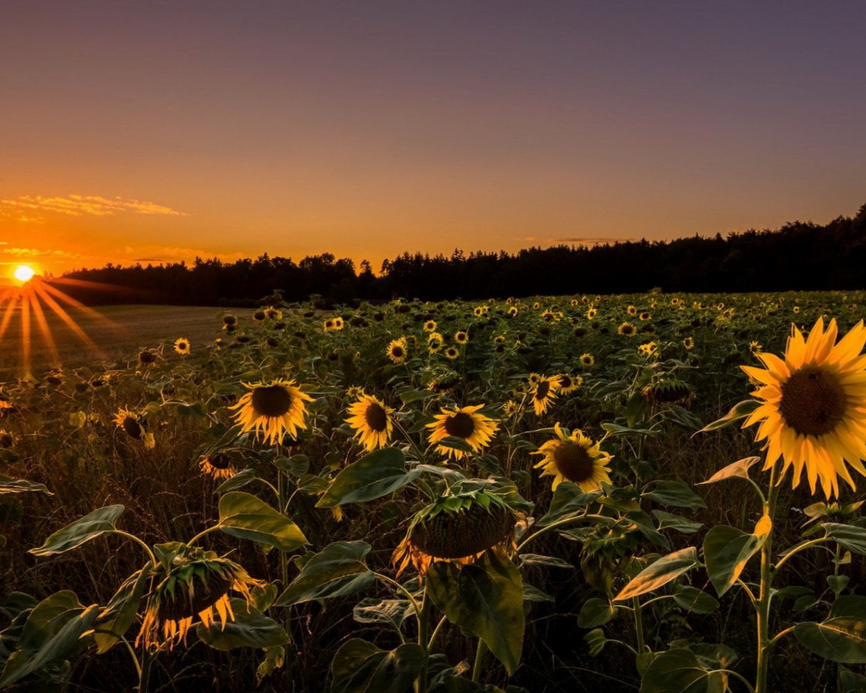 Подсолнухи космос