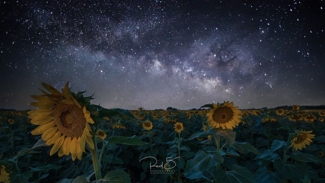 Поле с подсолнухами ночью