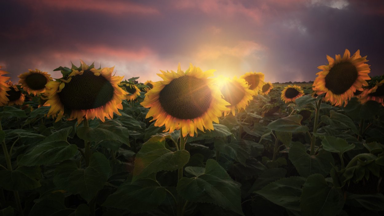 Лунный подсолнух