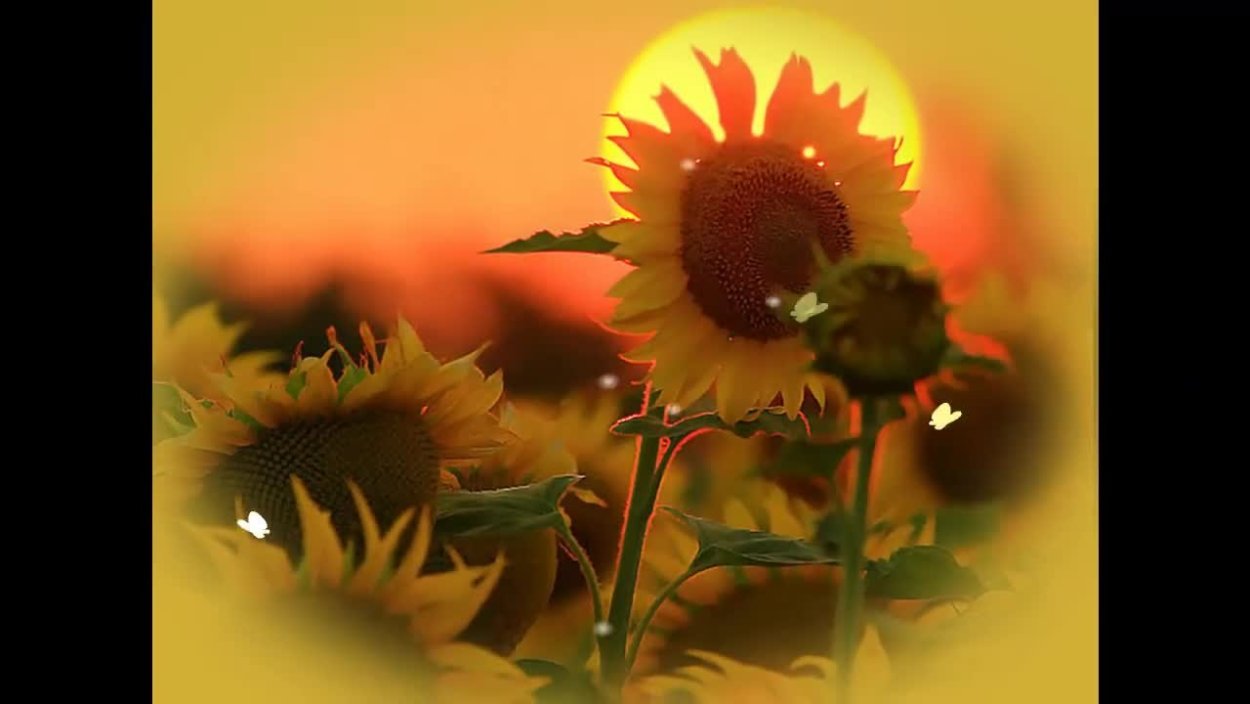 Женщина на фоне подсолнухов