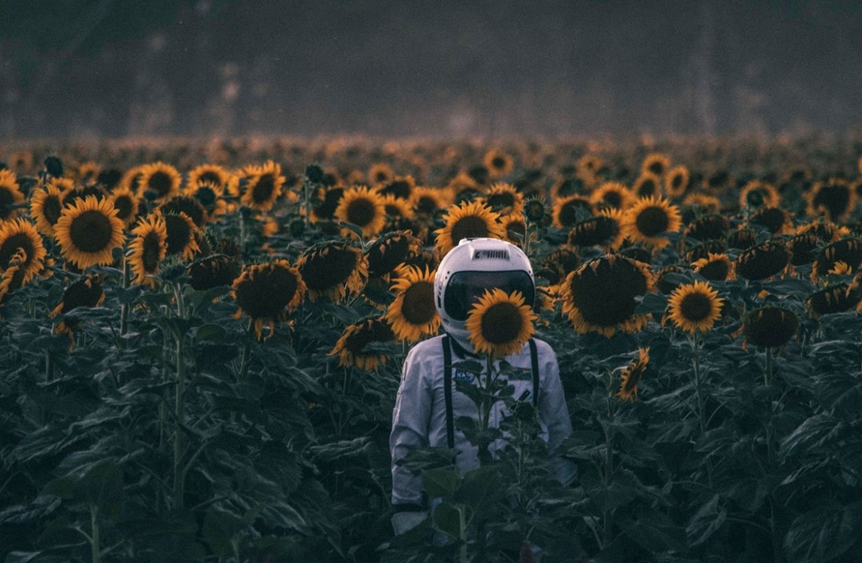 Голые девки в подсолнухах