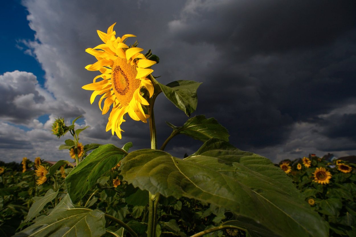 Погода Германия начало лета