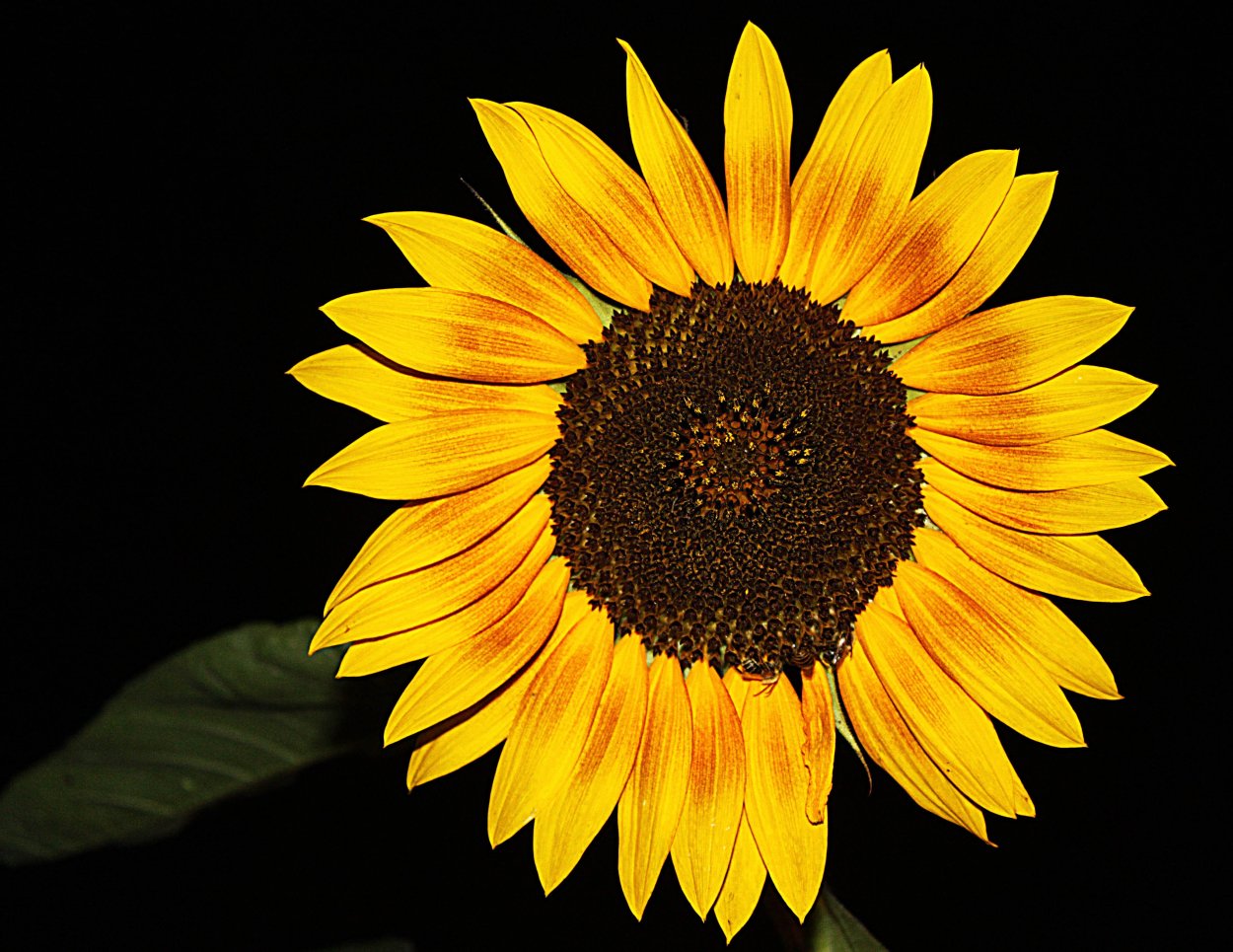 Подсолнух красивый на закате