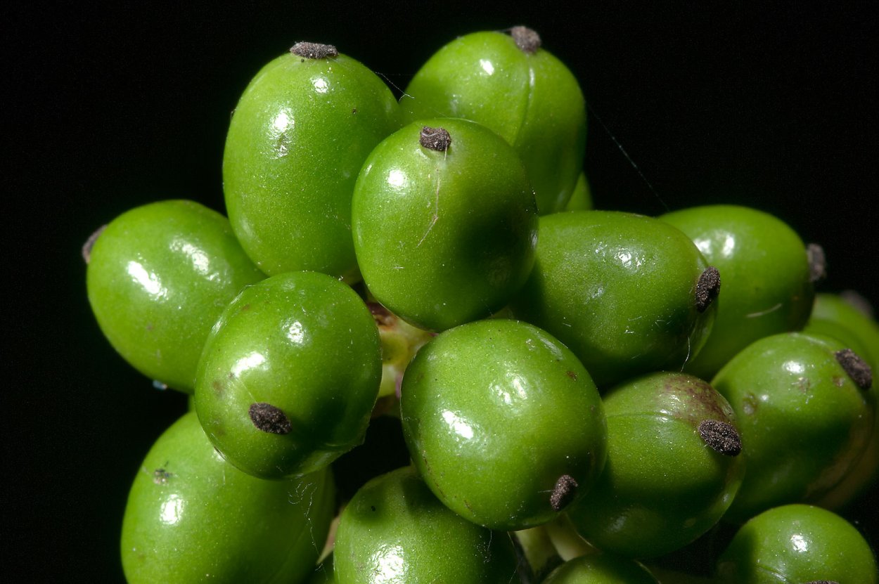 Зеленые ягоды