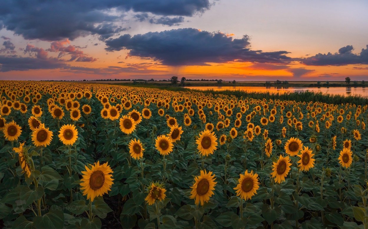 Красивое поле подсолнухов ночь