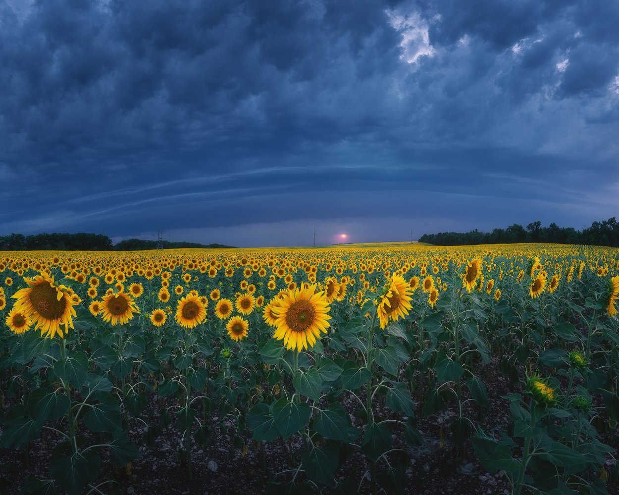 Девушка в подсолнухах