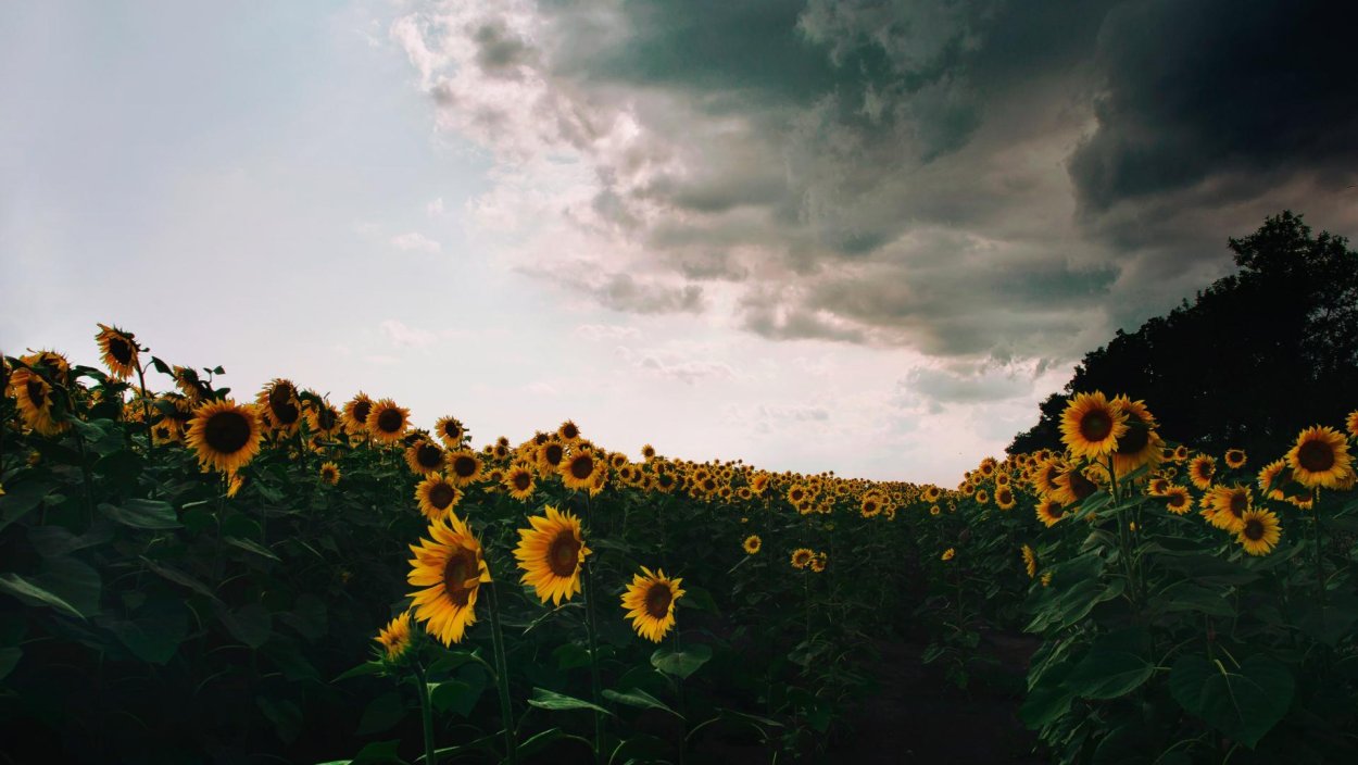 Ночное цветение подсолнухов