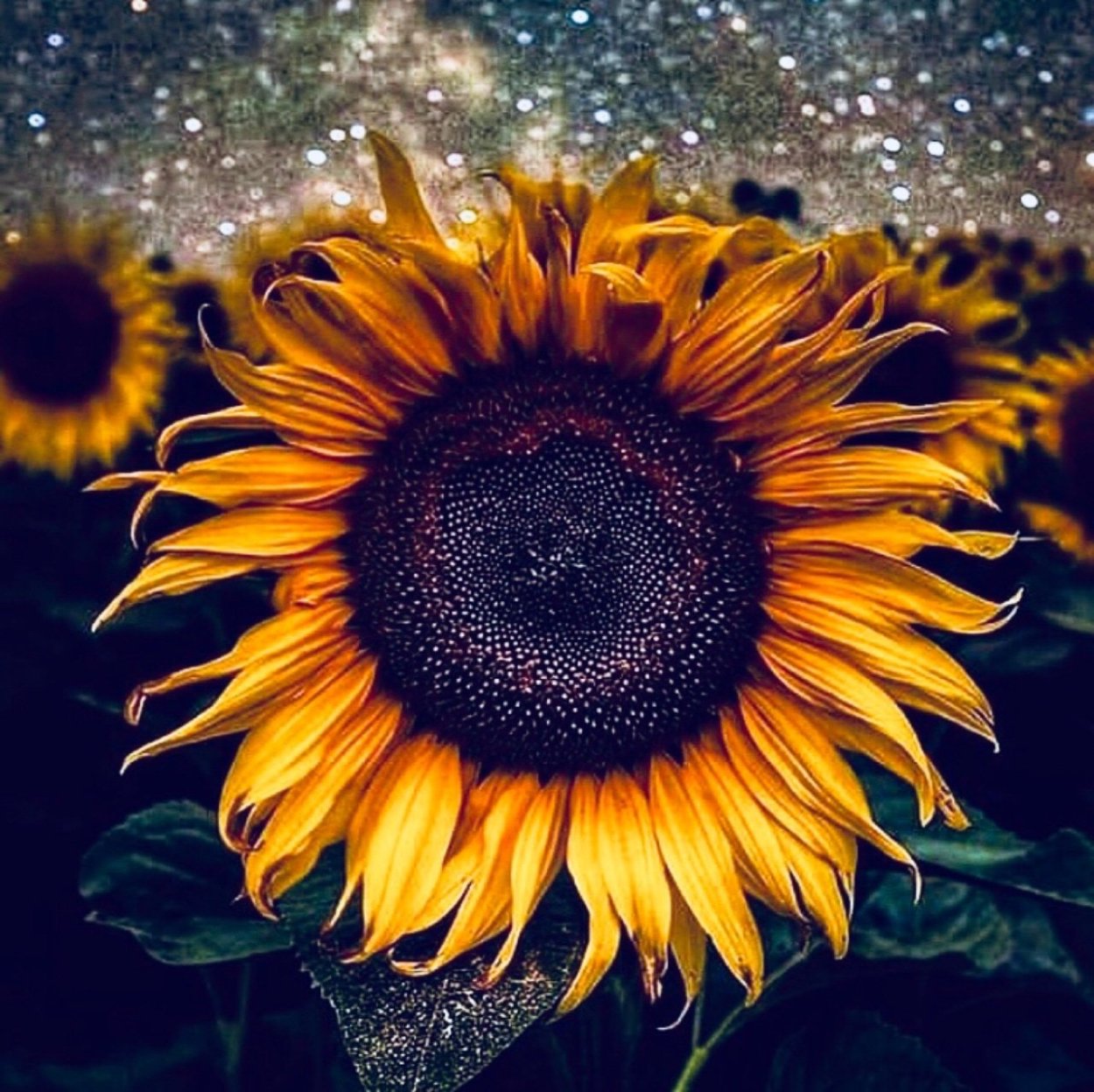 Поле из подсолнухов