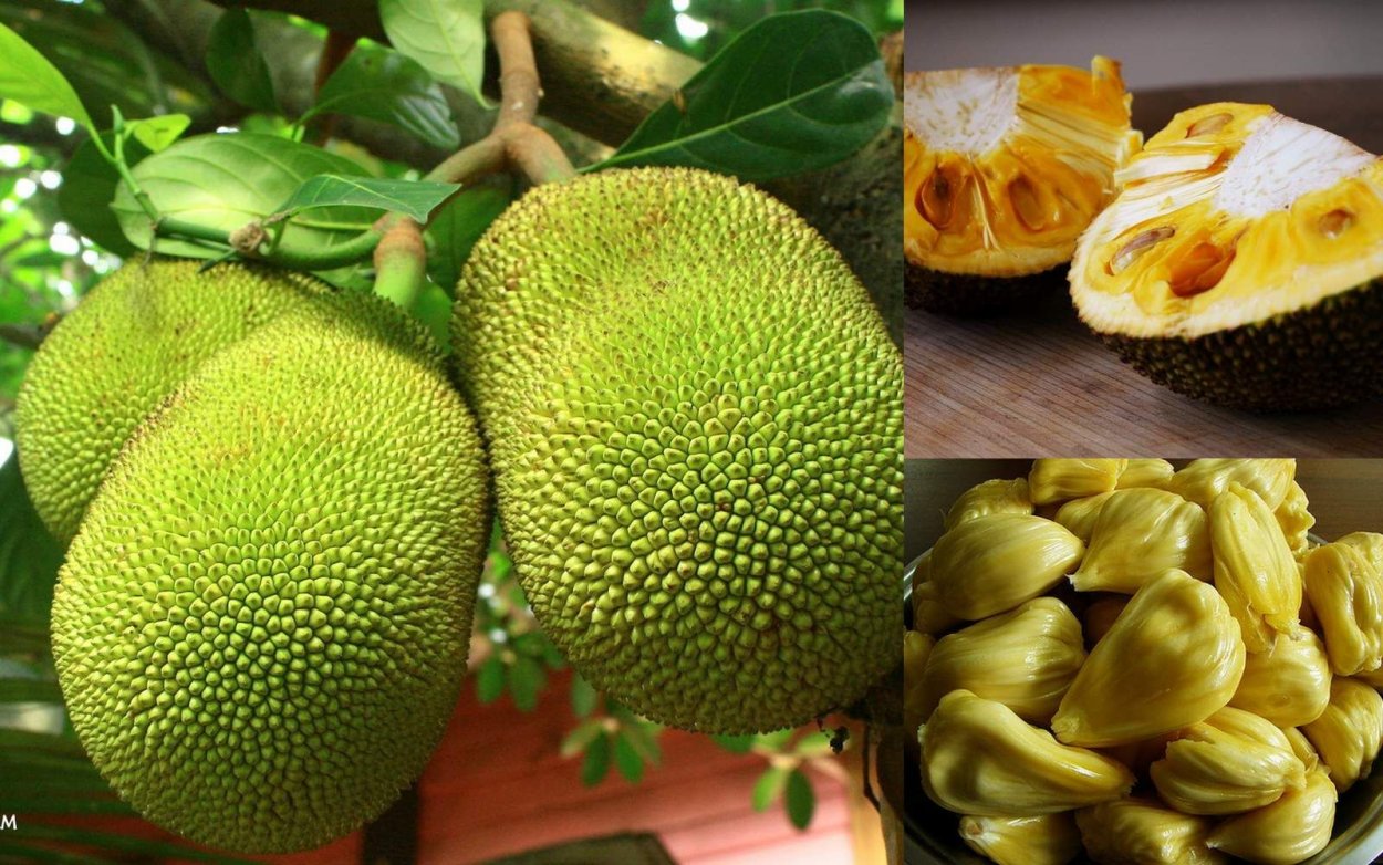 Гуава джекфрут