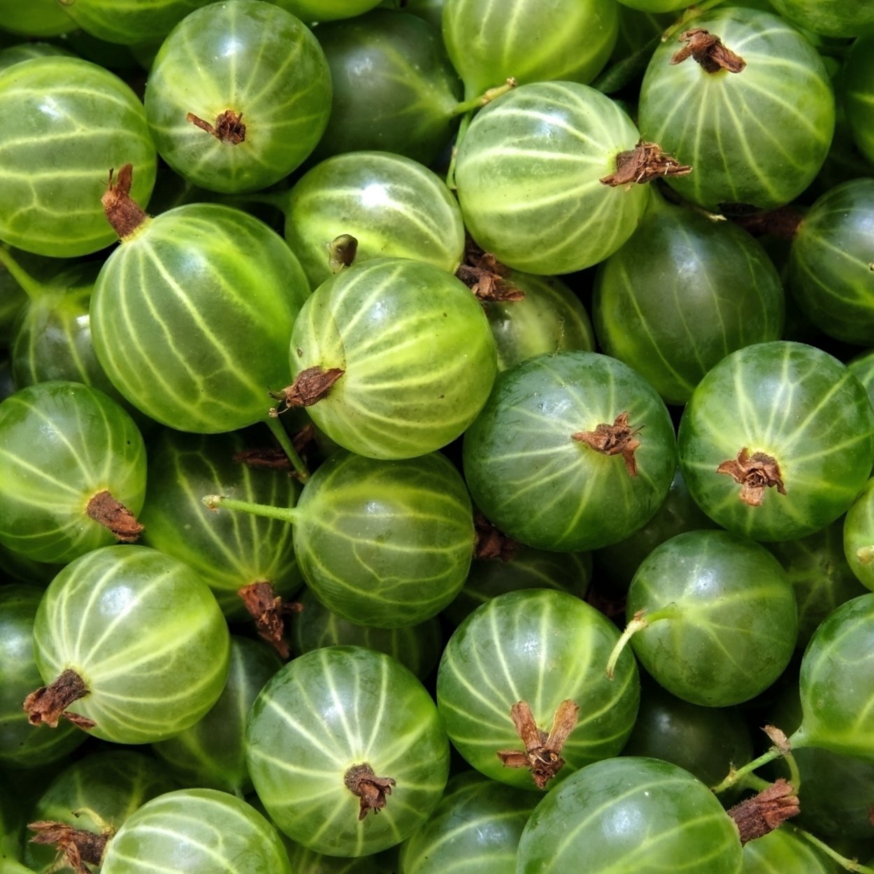 Крыжовник зеленоплодный