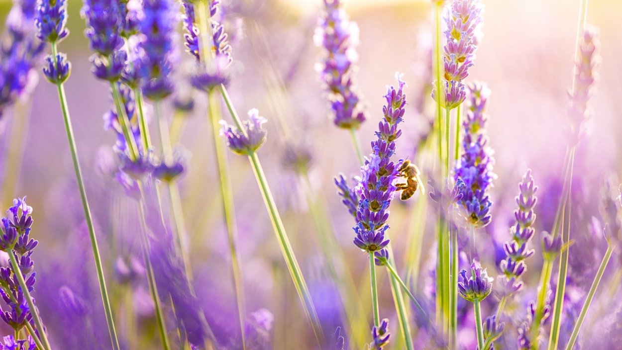 Люпин полевой