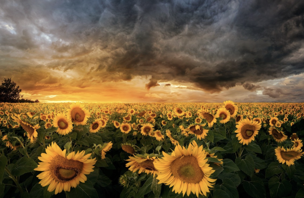 Цветущее поле подсолнухов