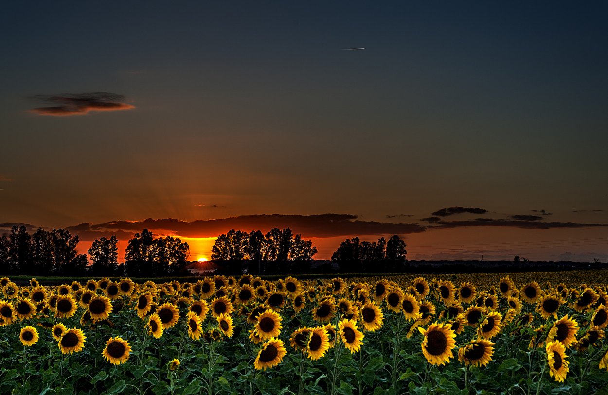 Поля подсолнечника Липецкой области