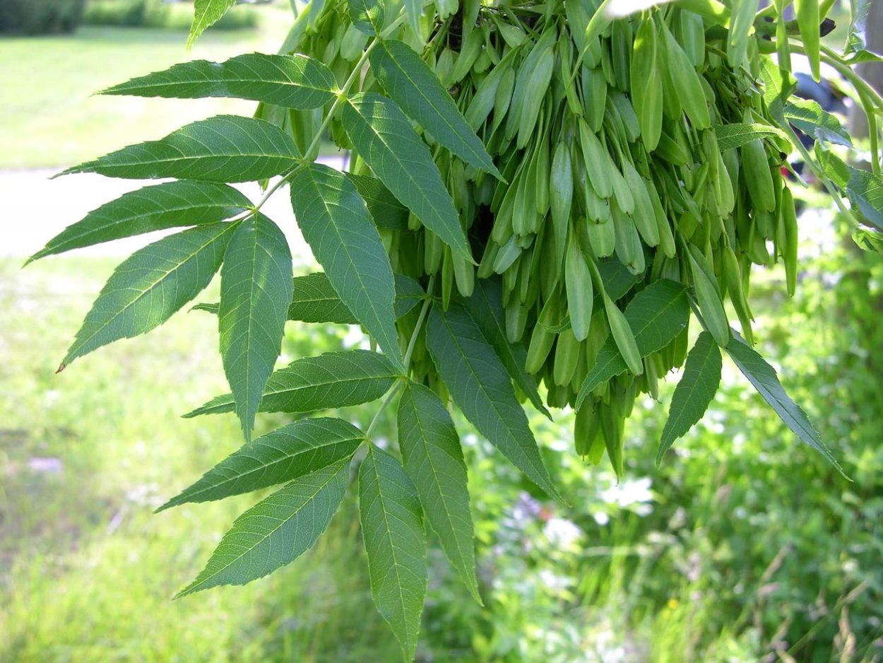 Ясень пенсильванский Fraxinus pennsylvanica