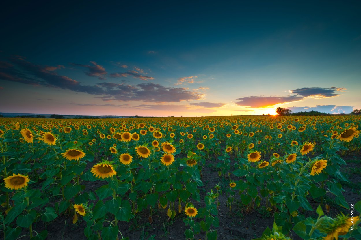 Подсолнуховое поле ночью