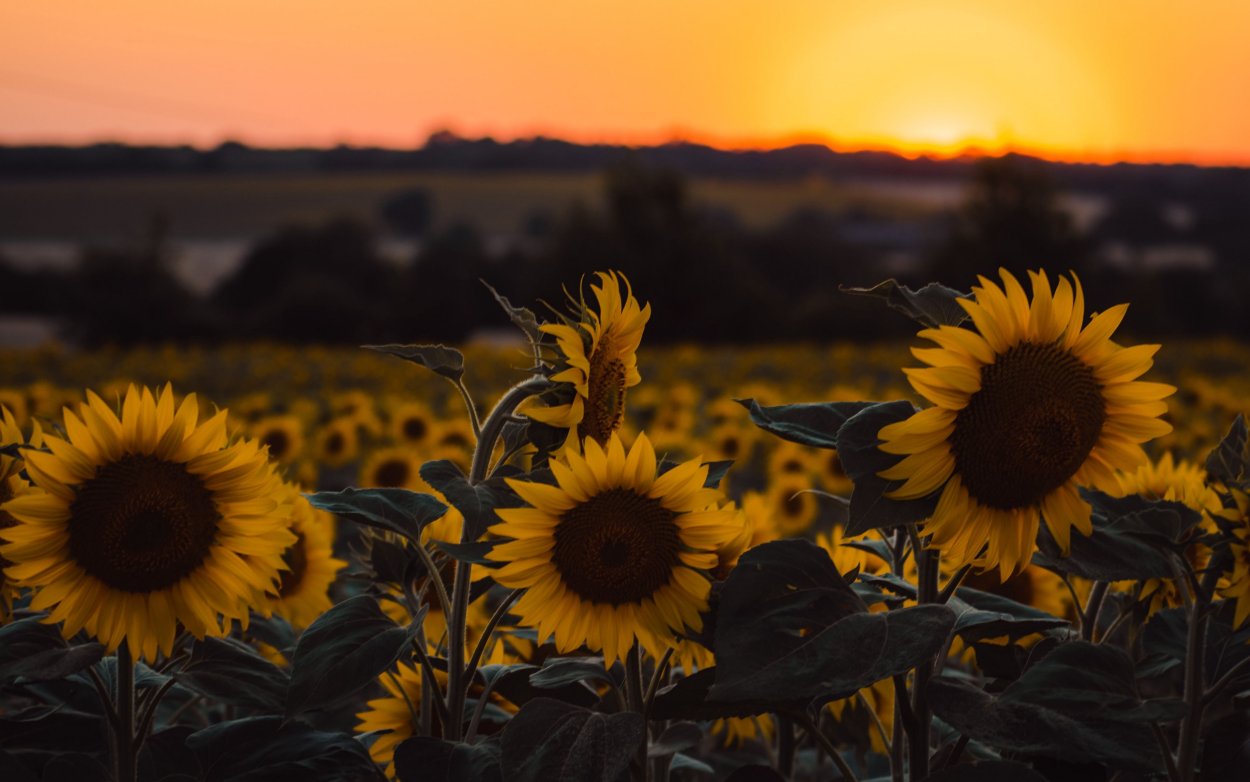 Подсолнухи Эстетика