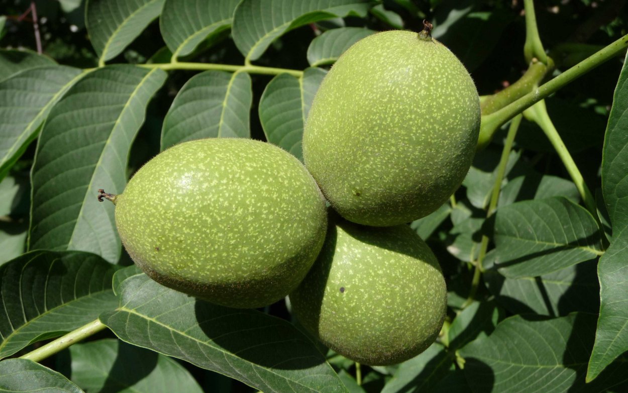 Грецкий орех сорт Чандлер