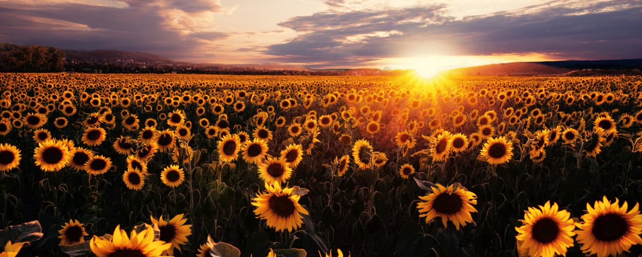 Желтый цветок распускается на закате