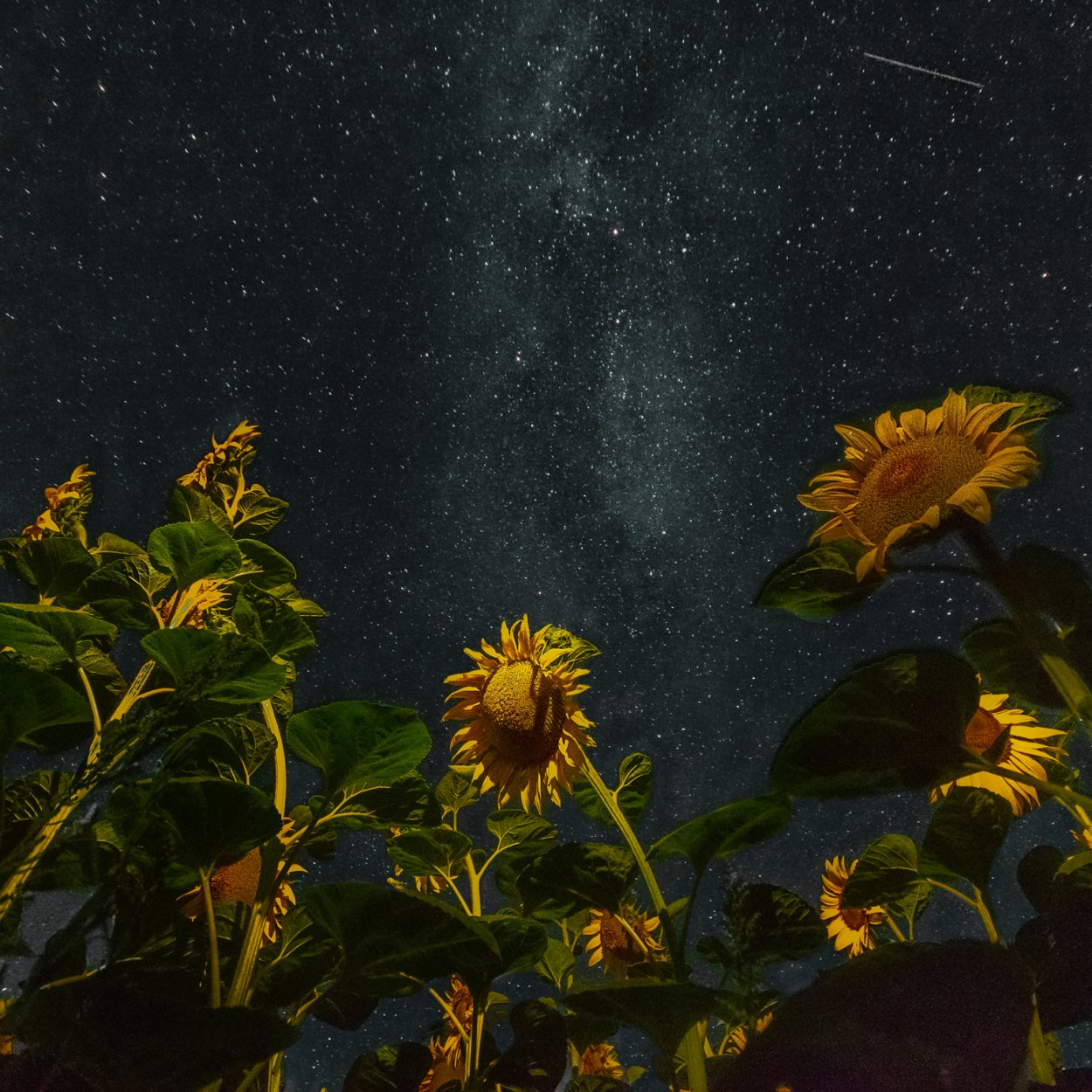 Поле подсолнухов и солнце