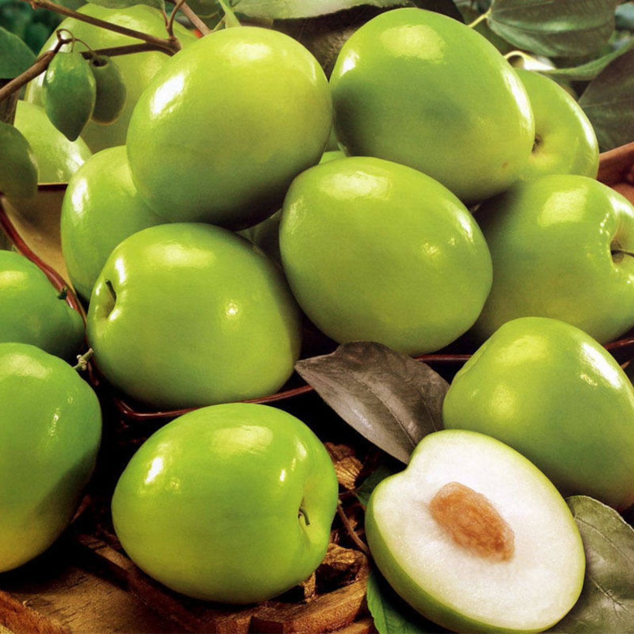 Jujube зеленый фрукт