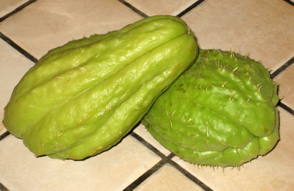 Колючий чайот