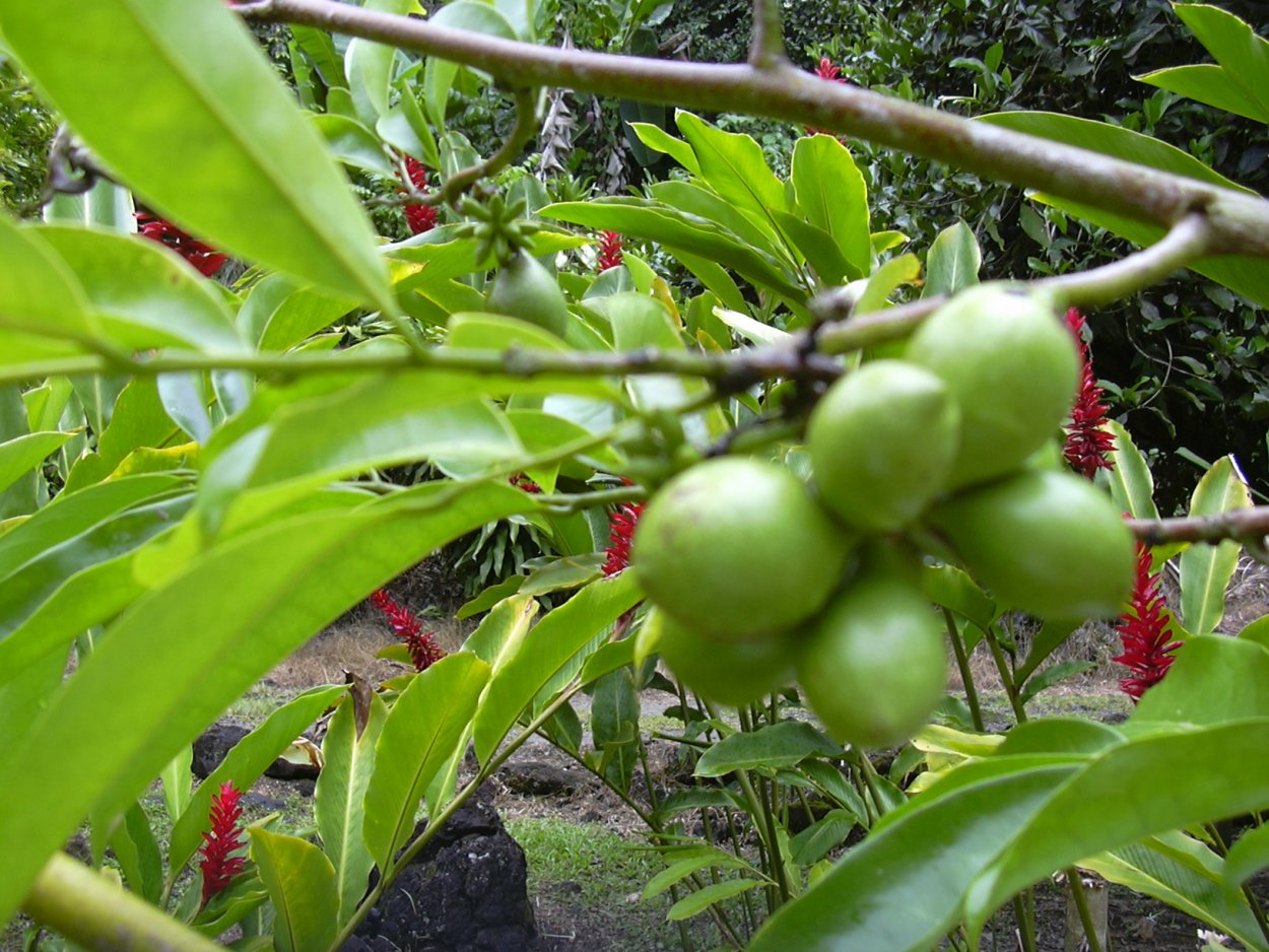 Дерево с длинными листьями и плодами