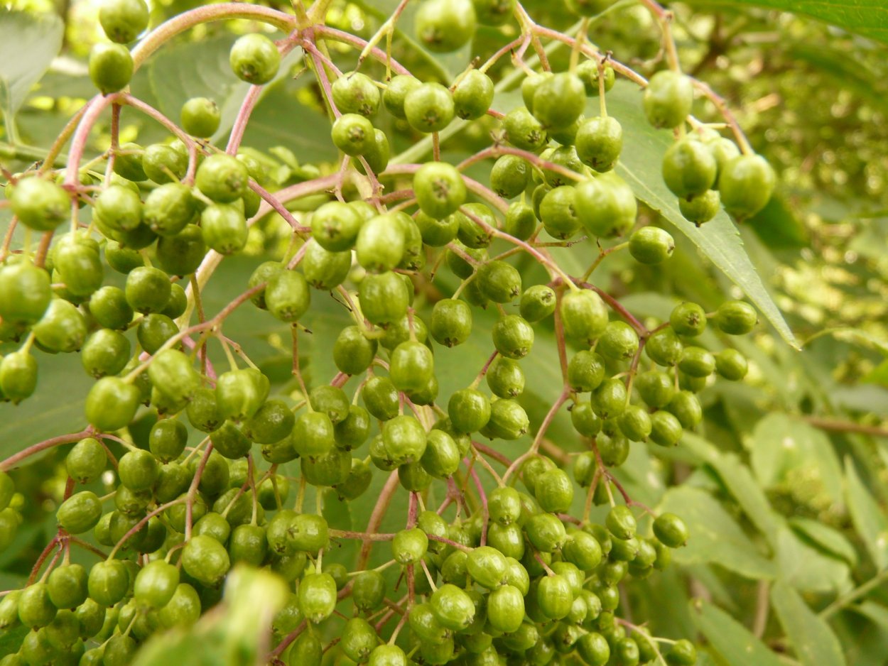 Бузина Неспелая